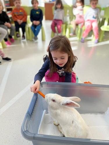 Observare animale domestice-grupa mică A